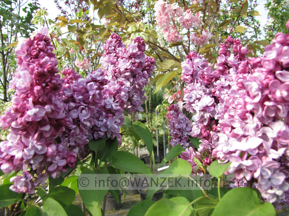 Syringa vulgaris Paul Deschanel 01.JPG